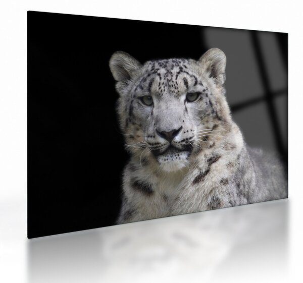 Obraz na szkle - Snow Leopard (70x50 cm)