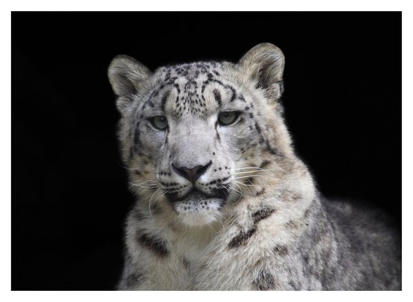 Obraz na szkle - Snow Leopard (70x50 cm)