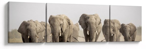 Obraz - Stado słoni (170x50 cm)