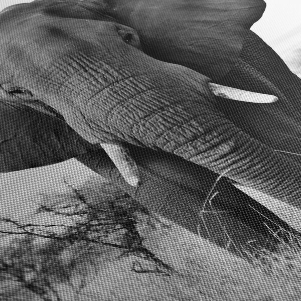 Obraz - Słoń afrykański II. (170x50 cm)