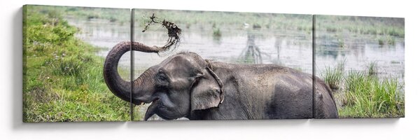 Obraz - Kąpiący się słoń (170x50 cm)