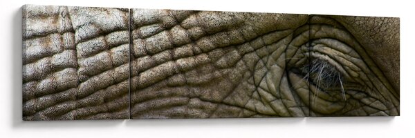 Obraz - Zbliżenie na stare oko słonia (170x50 cm)