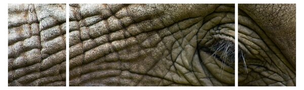 Obraz - Zbliżenie na stare oko słonia (170x50 cm)