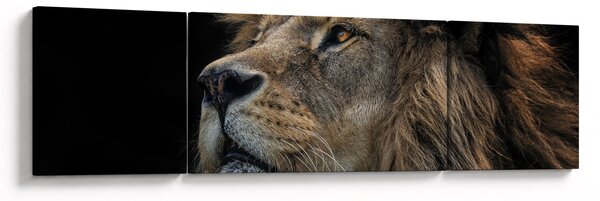 Obraz - Majestatyczny lew (170x50 cm)