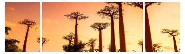 Obraz - Zachód słońca w Baobab Alley (170x50 cm)