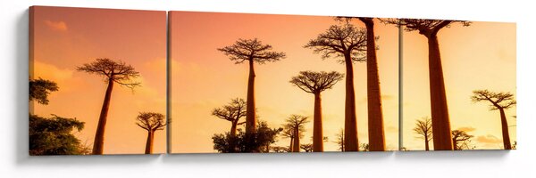 Obraz - Zachód słońca w Baobab Alley (170x50 cm)