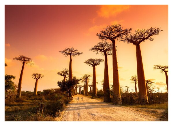 Obraz na szkle - Zachód słońca w Baobab Alley (70x50 cm)