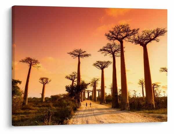 Obraz - Zachód słońca w Baobab Alley (70x50 cm)