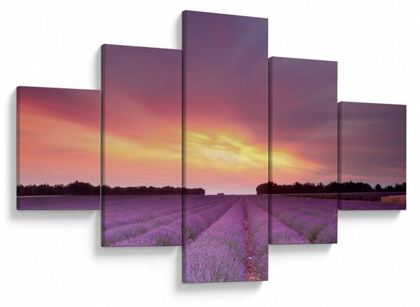 Obraz - Pole lawendy (125x70 cm)