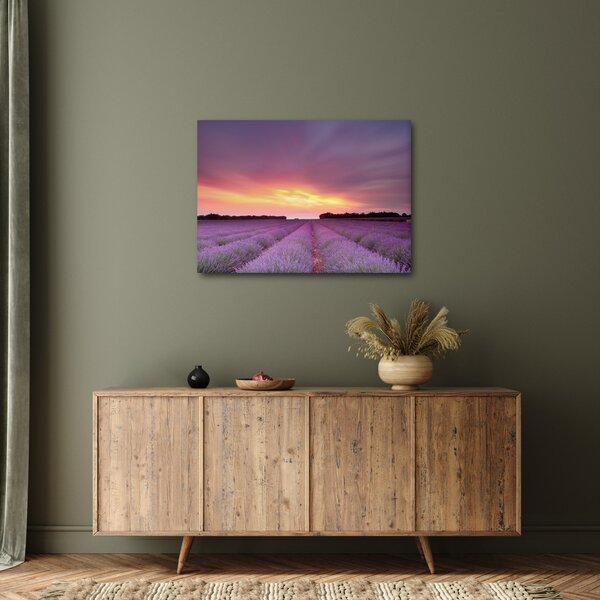 Obraz - Pole lawendy (70x50 cm)