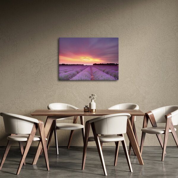 Obraz - Pole lawendy (70x50 cm)