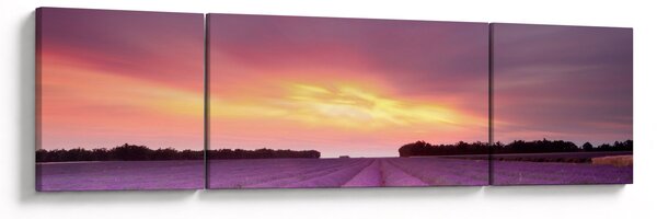 Obraz - Pole lawendy (170x50 cm)