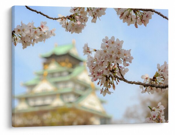 Obraz - Sakura (70x50 cm)