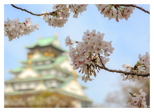 Obraz - Sakura (70x50 cm)