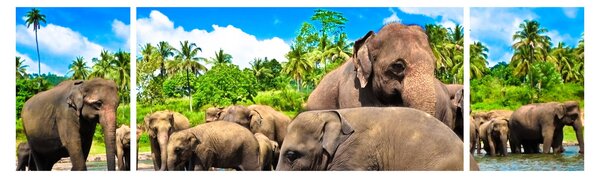 Obraz - Słonie, Sri Lanka (170x50 cm)