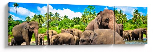 Obraz - Słonie, Sri Lanka (170x50 cm)