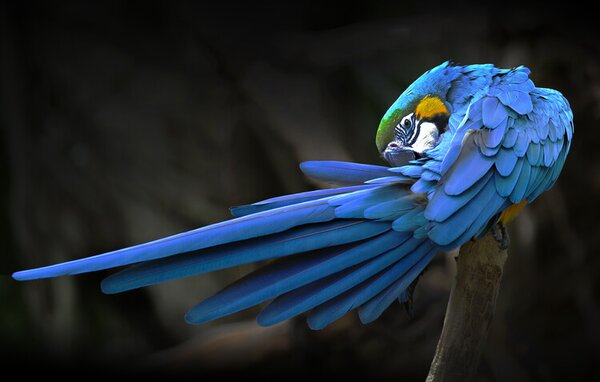 Fotografia Blue parrot, Abbas Ali Amir