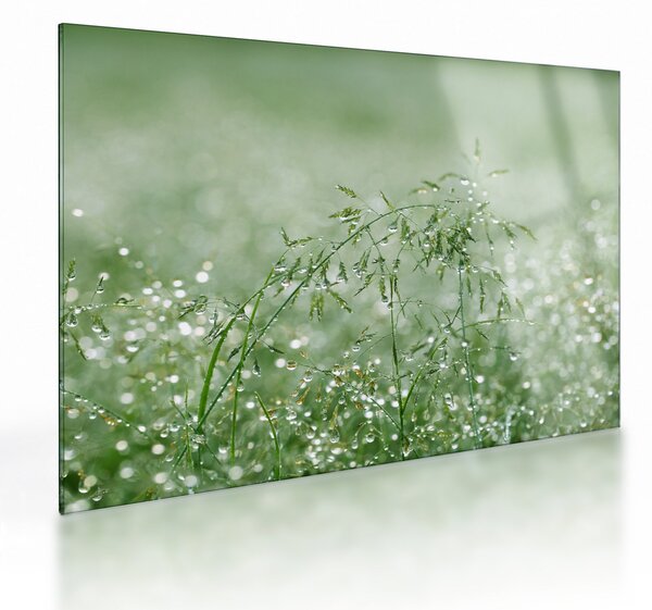 Obraz na szkle - Poranna rosa na źdźbłach trawy (70x50 cm)
