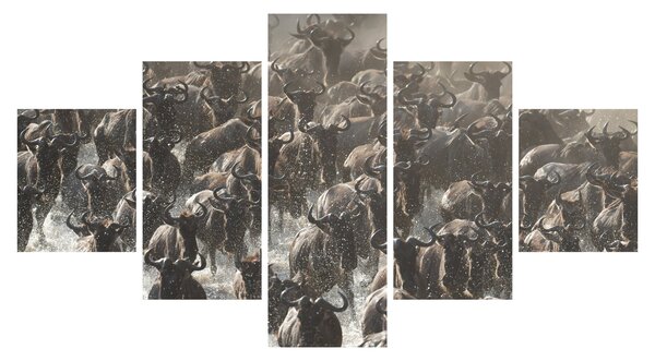 Obraz - Stado antylop gnu (125x70 cm)
