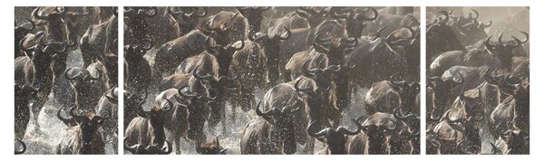 Obraz - Stado antylop gnu (170x50 cm)