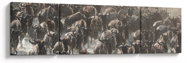 Obraz - Stado antylop gnu (170x50 cm)