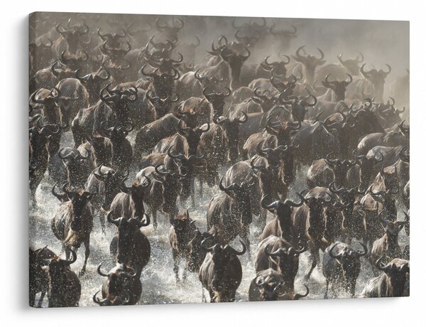 Obraz - Stado antylop gnu (70x50 cm)