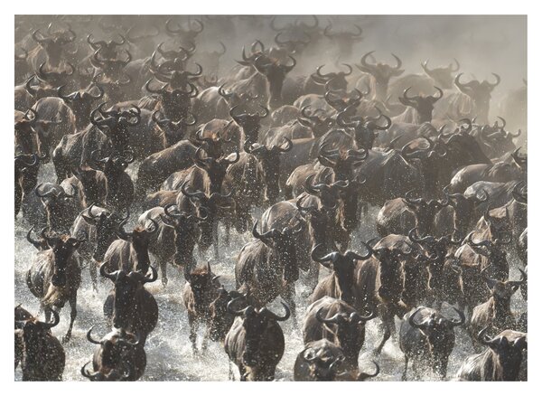 Obraz - Stado antylop gnu (70x50 cm)