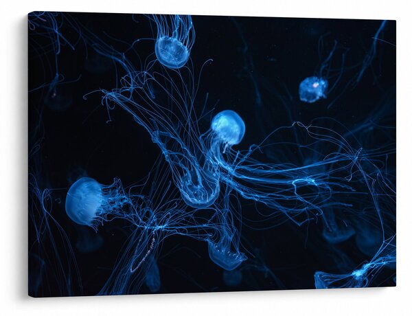Obraz - Meduza (70x50 cm)