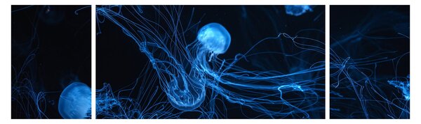 Obraz - Meduza (170x50 cm)