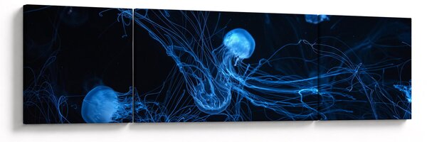 Obraz - Meduza (170x50 cm)