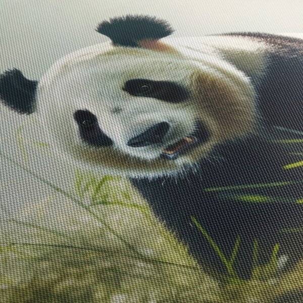 Obraz - Panda (70x50 cm)