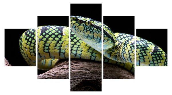 Obraz - Grzechotnik Waglera (125x70 cm)