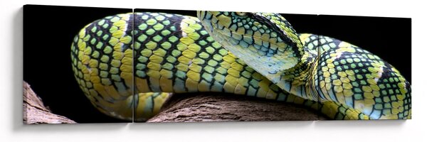 Obraz - Grzechotnik Waglera (170x50 cm)