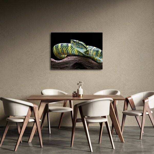 Obraz - Grzechotnik Waglera (70x50 cm)