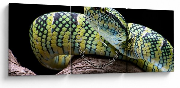 Obraz - Grzechotnik Waglera (z zegarem) (90x30 cm)