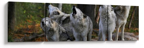 Obraz - Wilki na skale (170x50 cm)