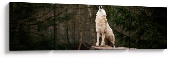 Obraz - Wycie wilka (170x50 cm)