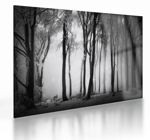 Obraz na szkle - Wilk w ciemnym lesie (70x50 cm)