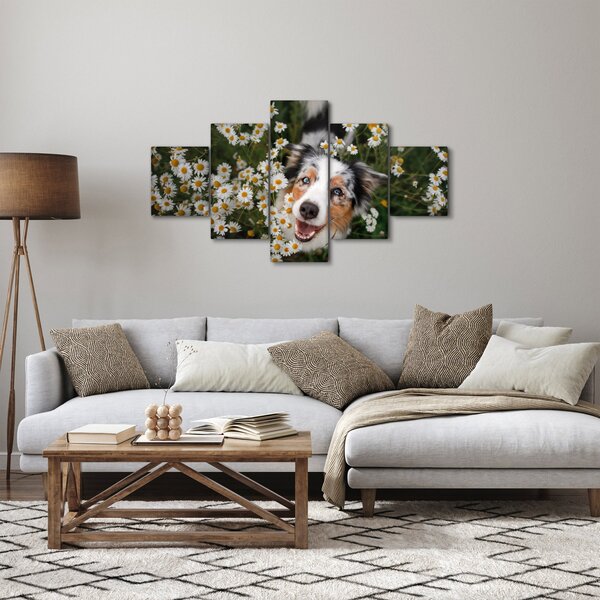 Obraz - Owczarek australijski (125x70 cm)
