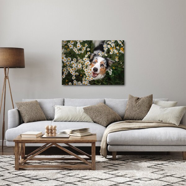 Obraz - Owczarek australijski (70x50 cm)