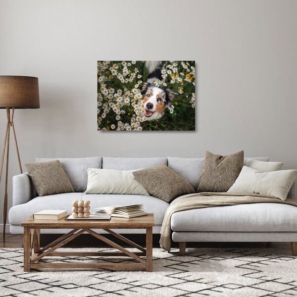 Obraz na szkle - Owczarek australijski (70x50 cm)