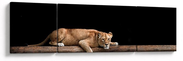 Obraz - Lwica (170x50 cm)