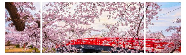 Obraz - Hirosaki, Japonia (170x50 cm)