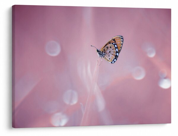 Obraz - Motyl (70x50 cm)