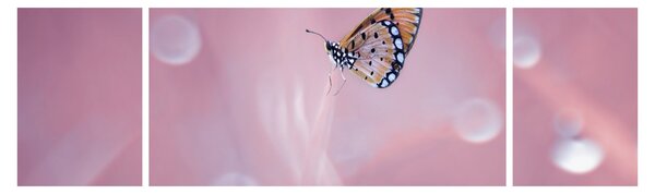 Obraz - Motyl (170x50 cm)
