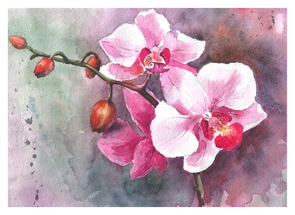 Obraz - Orchidee, akwarela (70x50 cm)