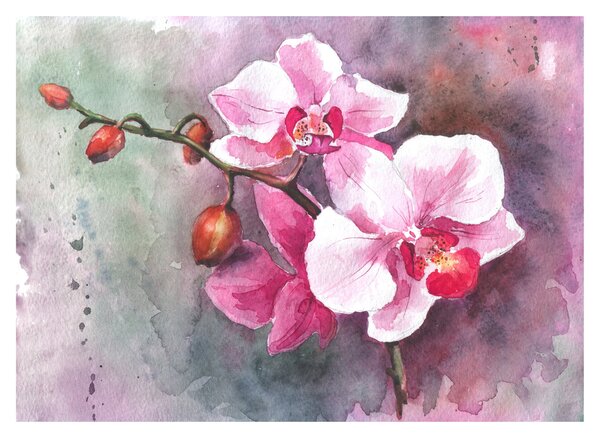 Obraz na szkle - Orchidee, akwarela (70x50 cm)
