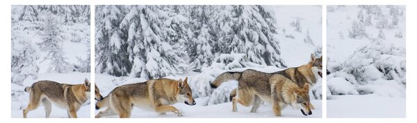 Obraz - Wilki w górach (170x50 cm)