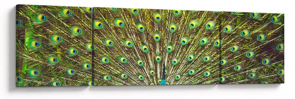 Obraz - Paw (170x50 cm)