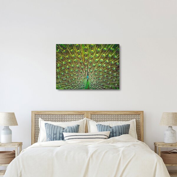 Obraz - Paw (70x50 cm)